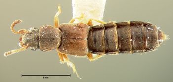Media type: image; Entomology 6563   Aspect: habitus dorsal view